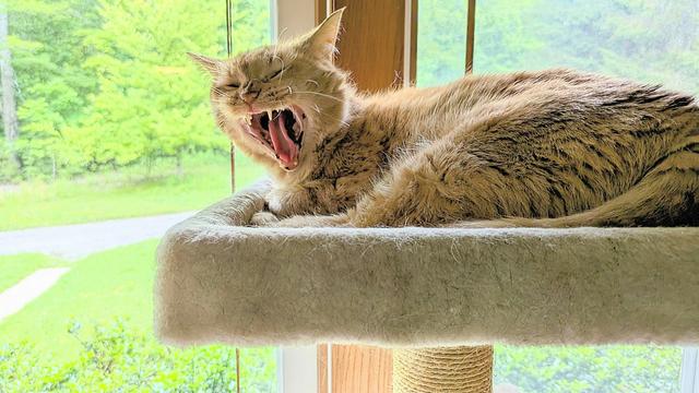 This is a close-up photo of an orange cat lying on a cat tree in front of a window. You can see the greenery of our yard behind him. His head is up and he's yawning a big yawn.