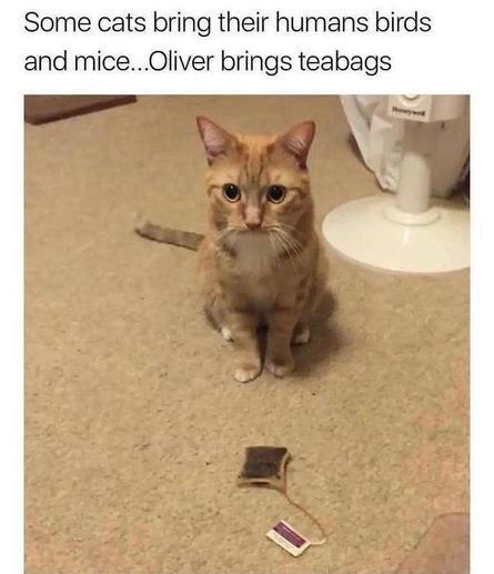 picture of a young cat presenting a teabag. Above that is the caption: "Some cats bring their humans birds and mice ... Oliver brings teabags"