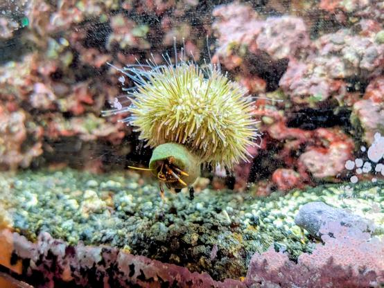 A green urchin grabs a hermit crab tankmate by the shell to bring it on an adventure up the side of the tank