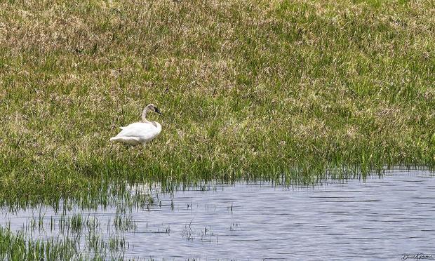 long-necked white bird with rust-colored neck and black bill, perched in a grassy field beside a shallow pond