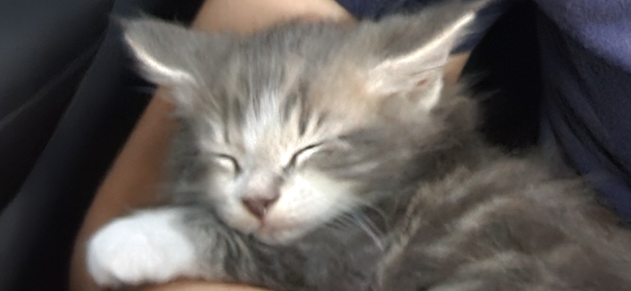 Tiny, mostly gray kitten with white face and paws resting in the crook of daughter’s arm with eyes shut.