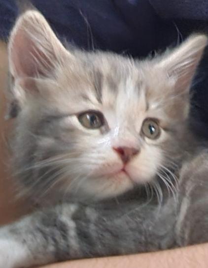 Same little kitten with gray-green eyes open. He’s small now, but his 2-year-old daddy cat weighs 26 pounds (11.793 kg), so we’re expecting big things!