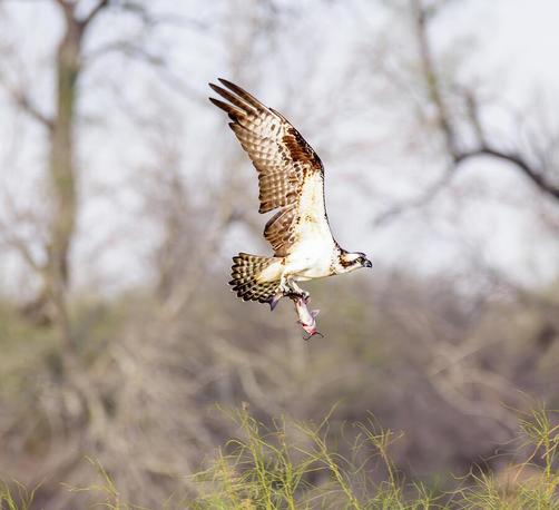 An osprey is captured in mid-flight, clutching a fish tightly in its talons, against a blurred background of trees. The bird's wings are spread wide, showcasing its distinctive pattern and powerful physique. Photography by Debra Martz