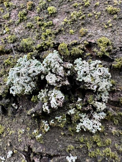 Hellgraue Flechten auf einer Bruchsteinmauer