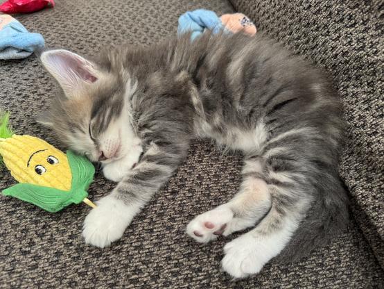 Kitty snoozing on the couch, amid kitty toys.