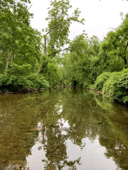 A slow-moving section of a creek runs through the woods. It’s a cloudy day, and the sky is visible through an opening between the dense trees growing on both sides of the creek. The clear water reflects the sky and the surrounding woods, while the rocks on the creek bed are clearly visible.