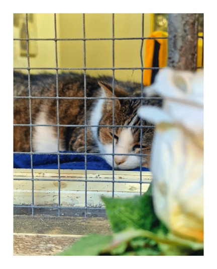 The photo shows a tabby cat sleeping inside a house, very close to a window. The photo is taken from outside the window, it is a close-up of the right hand bottom corner. The cat is lying on a blue blanket. The window is open but it has a wire mesh covering it to stop the cat getting out.  In the foreground, on the right hand side there is a blurred white rose which is sitting on the windowsill. It partially obscures the view of the cat.