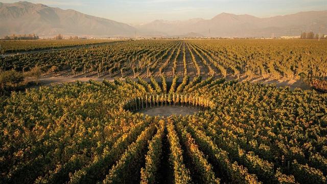2021 Chile Wine Tasting Report