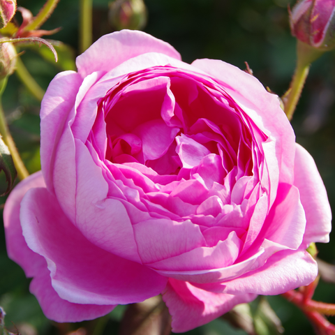 Rosa gefüllte Blüte.