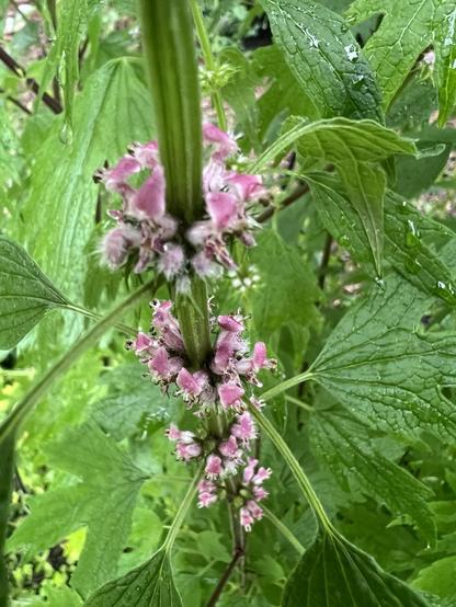 Viele Kleine weiß-rosa Blüten aufgereihten einem grünen Stengel umgeben von Blättern der Pflanze