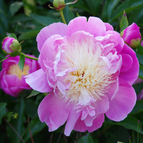 Rosa ungefüllte Blüte mit hellgelben Staminoiden.