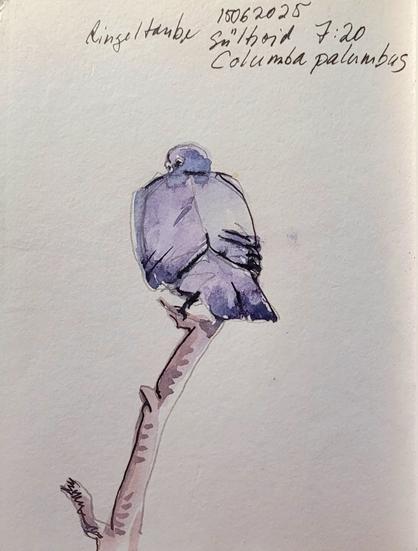 Aquarellskizze: ein lila-grauer Vogel sitzt oben auf einem trockenen Ast. Er ist von hinten zu sehen und schaut über die Schulter.