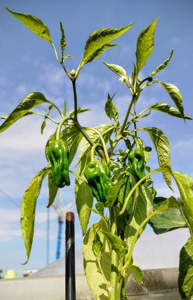 Arrière plan : ciel.
À l'avant, plan de poivrons encore petits et verts