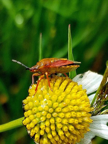A reddish-brown beetle sits on top of a daisy flower. Almost all the white petals are missing while the inner yellow stamens are covered with a transparent slime. The daisy has probably already been eaten by a snail.

 Ein rotbrauner Käfer sitzt oben auf einer Margeritenblüte. Fast alle weißen Blütenblätter fehlen. Die inneren gelben Staubgefäße sind mit einem durchsichtigen Schleim überzogen: vermutlich ist die Margerite bereits von einer Schnecke angefressen worden.