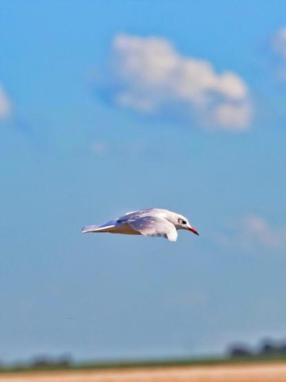Zu sehen ist eine einzelne Möwe im Flug von der Seite vor blauem Himmel mit unscharfen weißen Wolken und einem Streifen Land im Hintergrund.
