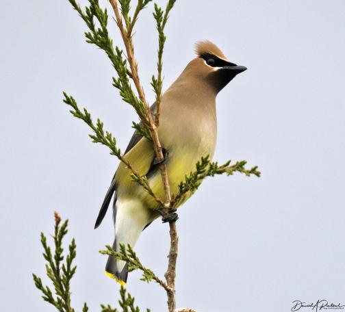 Buffy bird with black mask, yellow belly, and buffy crest, perched in the top of a cedar tree