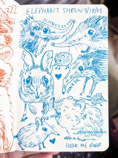 Sketchbook page of elephant shrews and dated 5/18/25. There are 8 shrews drawn in blue ink. Top of the page are two with long noses and the words "schnozzzzz." Below them is a couple tiny ones and one facing the viewer and one in profile ("honker"). At the bottom is a yelling one ("hear me roar"), a tiny one, and a medium sized one with a heart.
