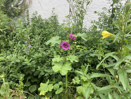 Wildes grünes Durcheinander vor einer Hauswand. Es blühen Glockenblume, Malve und Nachtkerze.