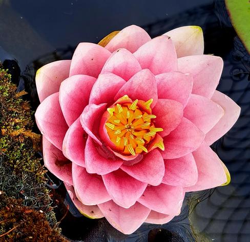 Seerose, rosa Blüte.
Innenleben gelb-orange.