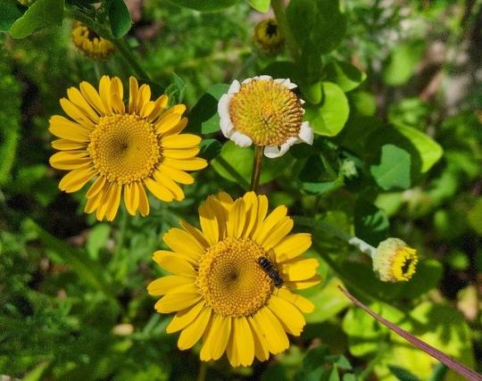 Eine winzige Wildbiene sitzt auf einer von zwei geöffneten komplett gelben Blüten. Die Blüten erinnern stark an Margeriten, von Größe und Aufbau her, nur die Blütenblätter sind gelb statt weiß. Eine bereits abgeblühte Blüte und mehrere Blütenknospen, die demnächst aufblühen werden sind neben grünen Bättern und Stengeln von allerlei Pflanzen zu sehen.