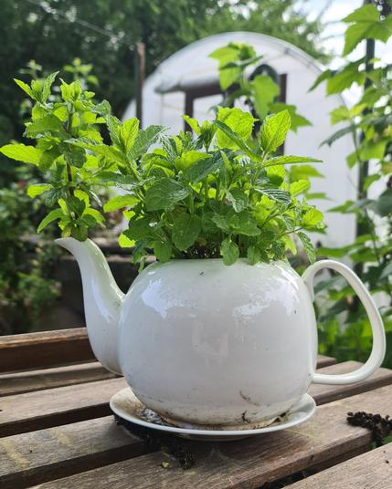 Mittig eine weiße, unverzierte Teekanne aus der üppig, sowohl aus der Einfüllöffnung als auch aus dem Ausgießer, kleinblättrige Minze wächst. Die Kanne steht auf einem ebenfalls weißen Untersetzer auf einer Holzoberfläche. Im Hintergrund sind unscharf weitere Pflanzen und ein Folientunnel zu sehen.