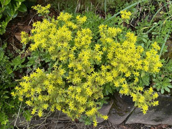 Typische Mauerpflanze mit vielen kleinen, gelben Sternblüten vor grünen dicken Blättern