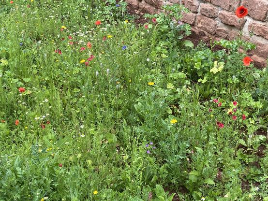 Die frisch gesäte Blumenwiese erstrahlt in vielfältig-bunter Pracht. dahinter eine hohe Sandsteinmauer