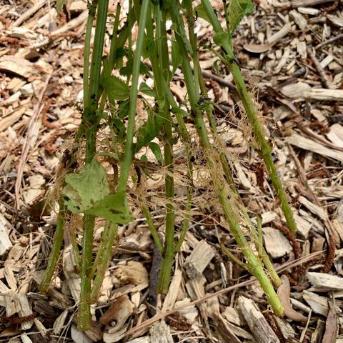 A collection of green plant stems with visible roots, showing some fine, exposed root hairs. The background features wood chips and organic mulch.