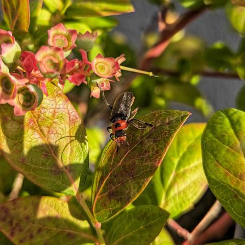 A red and black beetle, likely a common European species such as a soldier beetle (Cantharidae family), is perched on a green leaf. The beetle's head and thorax are black, contrasting with its reddish-orange abdomen, and its antennae are visible. The leaf shows some reddish-brown discolouration, possibly from sun exposure, and in the background, out-of-focus light pink and green flower buds are visible on what appears to be a blueberry plant. The lighting suggests late afternoon sun, casting a warm glow on the scene.