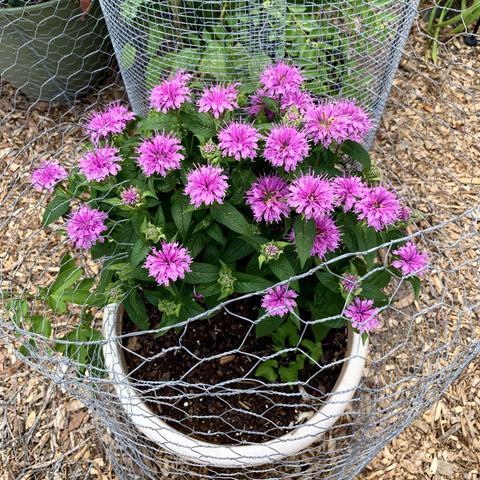 A potted plant with bright pinkish purple flowers surrounded by a wire mesh fence. The plant is lush green with multiple blooms, situated on a bed of wood chips.