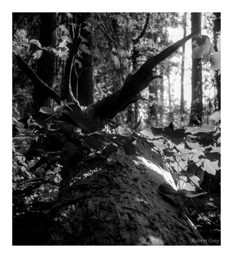 View of a fallen tree trunk with branches, leaves and sunlight in the background.