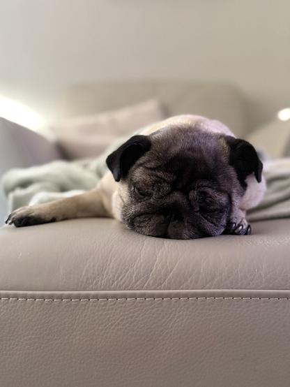 A fawn pug sleeping on a cream leather footstool. Her face is melting into the surface and her front right paw is outstretched.