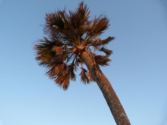 A cabbage palm tree is lit by the morning sun against a clear blue sky.