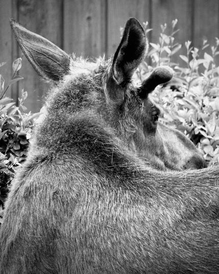 Black and white photo of a moose, shot from behind as the moose looks back over their shoulder