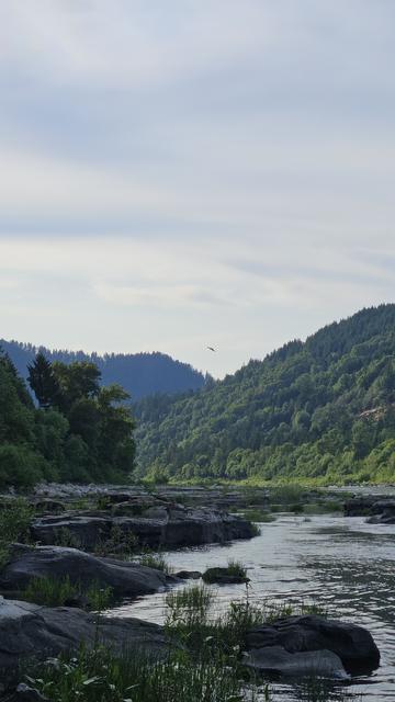 an osprey over a river valley in the evening