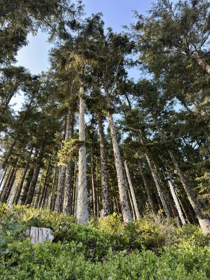 A view looking up at tall trees in a forest with a clear blue sky visible above. The foreground features green foliage and a fallen tree stump.
