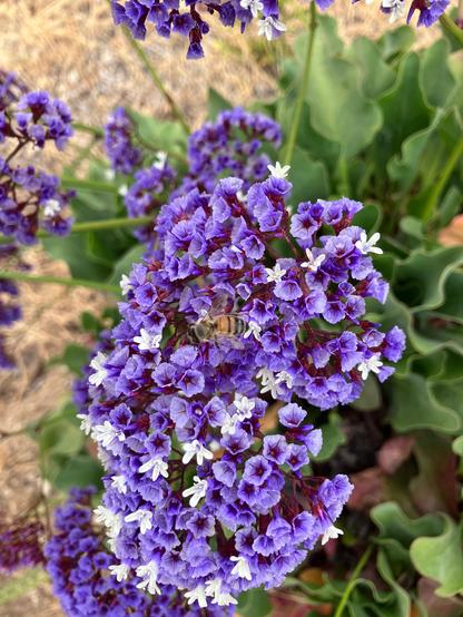 A close-up of vibrant purple flowers with white accents, featuring a bee collecting nectar amidst the blooms. Green leaves are visible in the background, adding contrast to the colorful scene.