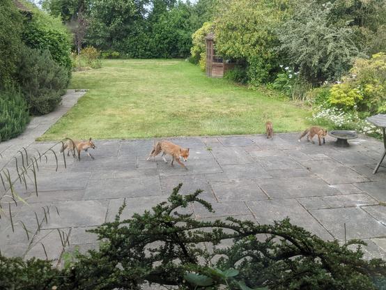 A domestic back garden, concrete tiles in foreground, lawn beyond. Centre foreground a vixen looks up at the camera while walking left to right with her fox cubs. One cub follows behind. To the right, another cub drinks from a bird bath while a third looks at the lawn. Right at the back near a rear hedge, cub number 4 hides in the grass.