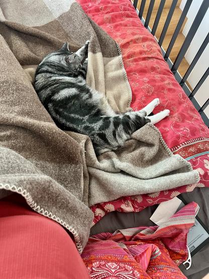 A grey tabby cat is curled up asleep under a brown and beige woolen blanket on a bed with a red and pink patterned duvet cover.  Part of a red garment (probably the photographer's chest:boobs) is visible in the bottom left corner.
