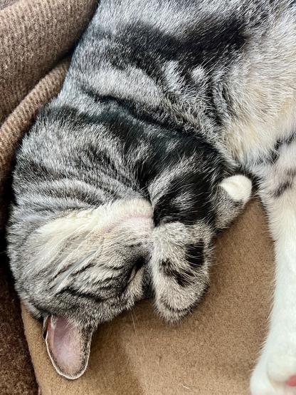 A silver tabby cat is curled up asleep on a brown fabric surface.  Its face is mostly hidden, tucked into its paws. The cat's fur is predominantly grey and black, with lighter, almost white, patches.