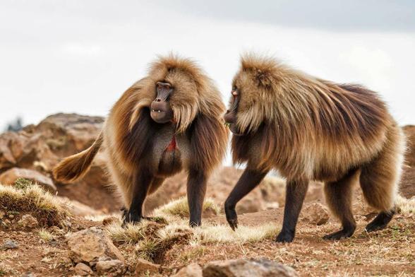 Two baboons being baboons.