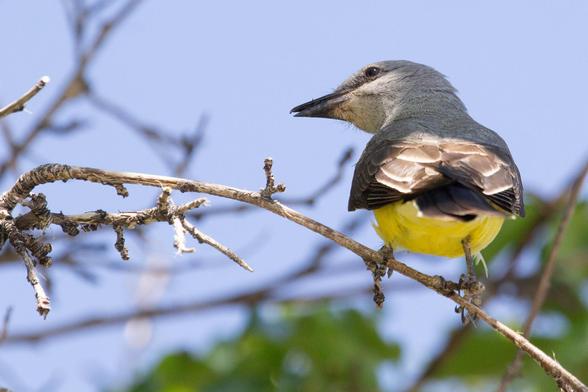 Cosgrave Rest Area is comfortable, well-lit, and we always see interesting birds when we stay there.  This one, for example.  

It on the right-hand side of a bare branch, unabashedly displaying its regal yellow butt to us.