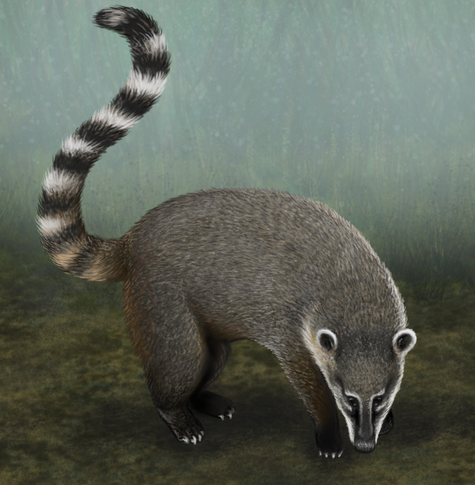 Realistic drawing of an animal similar to badger but with long black and white stripped tail. This one has head down, seemingly sniffing the ground and tail up. It's depicted from right side, but face turned to viewer. Background is blurry and mist-like.