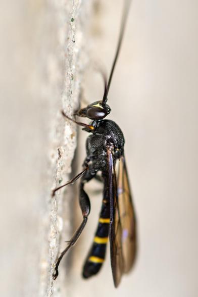 Close up shot of a parasitoid ichneumon wasp.