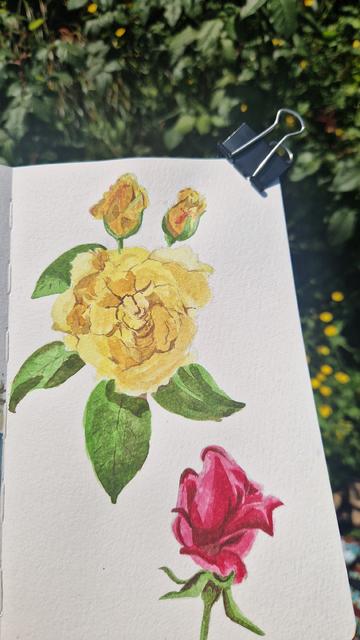 Une rose jaune ouverte et une rose rouge plus fermée, à l'aquarelle, sur un carnet de croquis tenu devant des rosiers