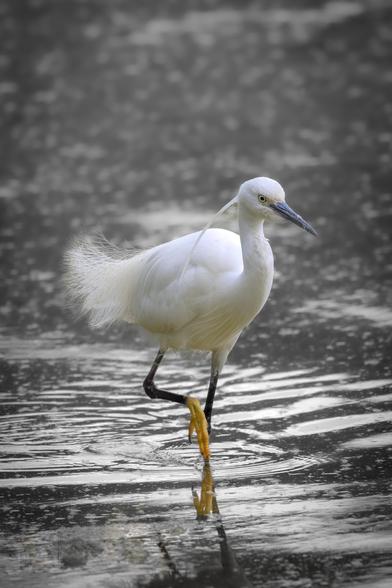 The little egret (Egretta garzetta) is a striking, medium-sized white heron with elegant features. It has slender black legs and bright yellow feet, which are often visible as it wades through shallow waters