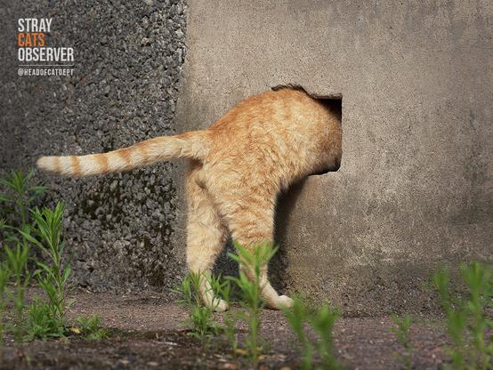 The other half of a tabby cat is sticking out of a hole in the base of a house