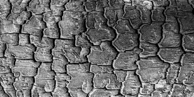 It's a B/W close-up of a charred bark that I noticed in the nearby forest