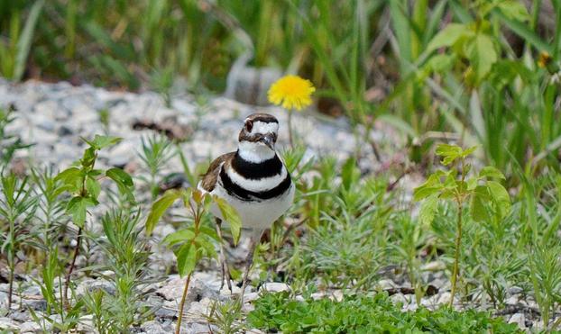 Adult killdeer