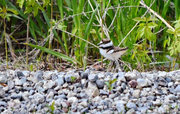 Fledgling killdeer